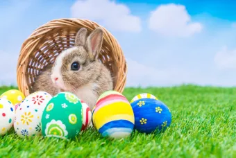 Brown and white easter bunny in a basket, surrounded by multicoloured easter eggs, on a background of grass and a blue sky with white clouds