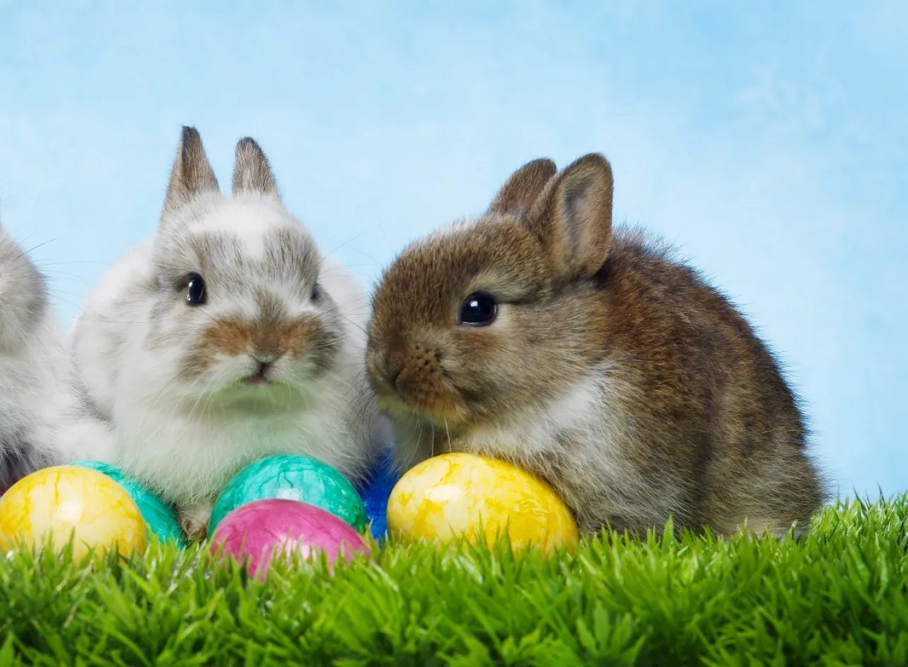 3 little bunnies sitting on grass behind multicoloured easter eggs with a sky blue background